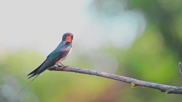 Χελιδόνι Hirundo Rustica Κούρνιασμα Ένα Νεκρό Κλαδί — Αρχείο Βίντεο