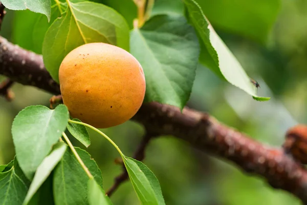 Abrikoos boomtak met rijpe vruchten — Stockfoto