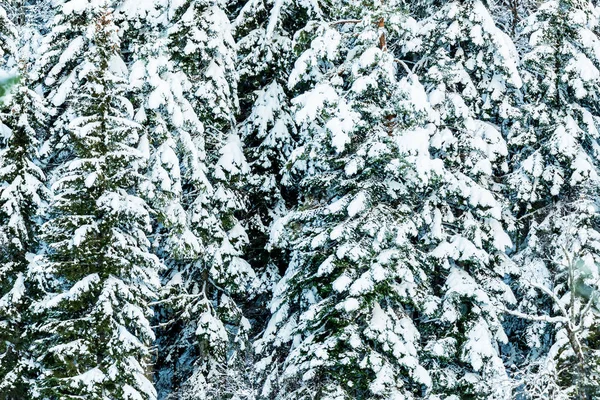 Fantastischer Winterwald mit Schnee bedeckt — Stockfoto