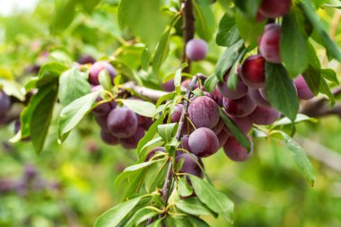 Olgun kiraz erik ağacı dalı üzerinde kapatın