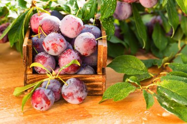 Ahşap kutusunda taze kiraz Erik kapatın