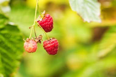 Organik Olgun kırmızı ahududu Bush kapatın