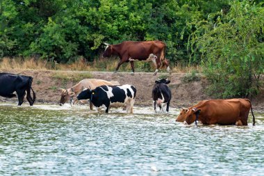 İnekler nehirden su içmek
