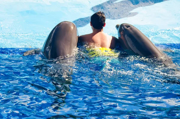 Homme nage dans la piscine avec les dauphins vue de dos — Photo