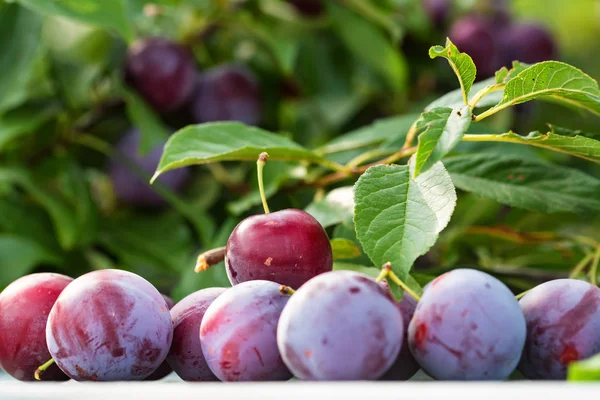 Mogna körsbär plommon och trädgren nära — Stockfoto