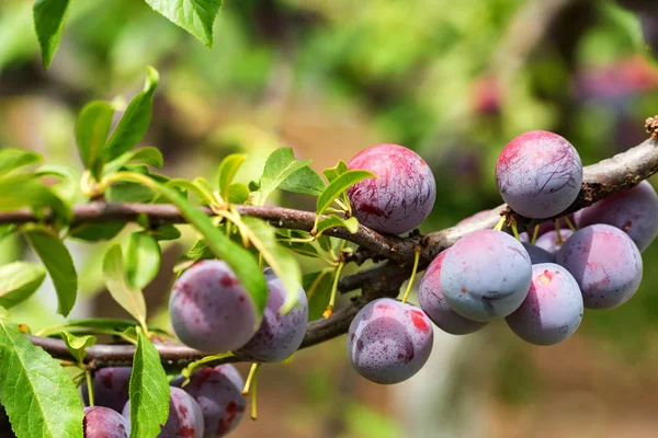 Zamknij dojrzałe śliwki cherry na gałęzi drzewa — Zdjęcie stockowe