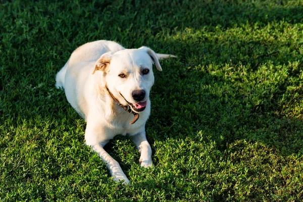 Labrador Retriever liegt auf Gras — Stockfoto