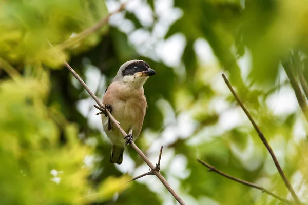 Kleiner Grauwürger oder Lanius minor ruht auf Ast — Stockfoto