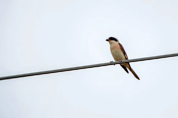 Mindere klapekster of Lanius minor berust op koord — Stockfoto