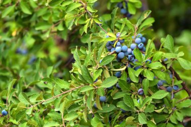 karaçalı bush çilek ile