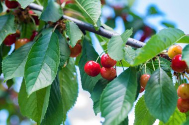 Olgun pembe kiraz dal üzerinde