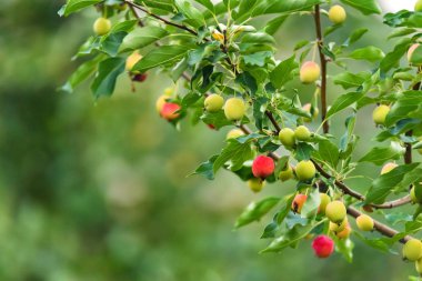 Çince elma veya Malus prunifolia olgunlaşma