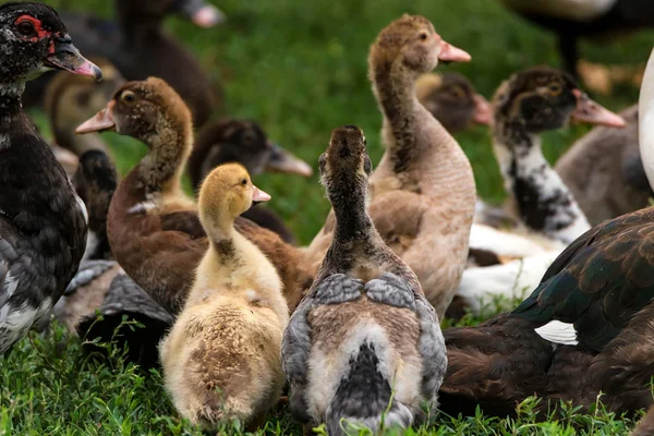 Vários patos descansam no chão — Fotografia de Stock