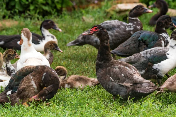 Vários patos descansam no chão — Fotografia de Stock