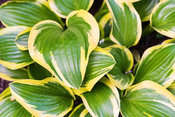 Beautiful leaves of hosta plant in the garden