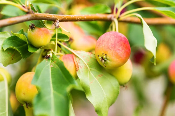 Rijping van de Chinese appel of Malus prunifolia — Stockfoto