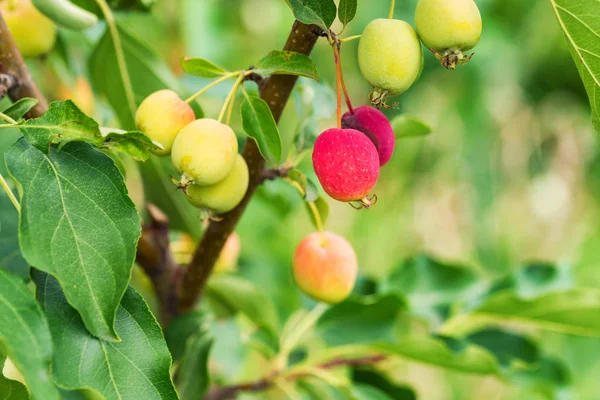 Close Van Vertakking Van Beslissingsstructuur Met Rijping Van Peren Blad — Stockfoto