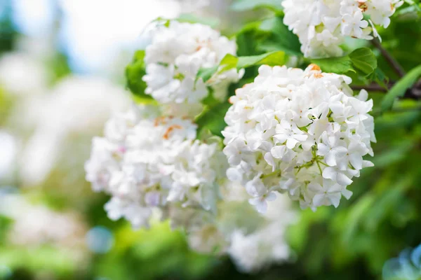 Flowers of Viburnum opulus Sterilis — Stock Photo, Image