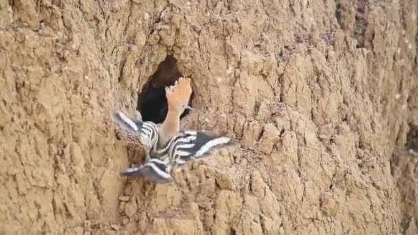 Common hoopoe or Upupa epops near nest hole — Stock Video