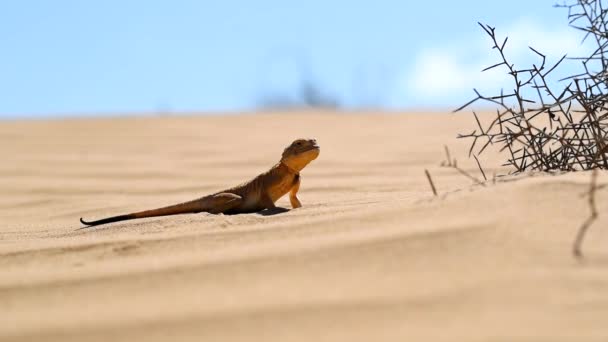 Nahaufnahme Gefleckter Krötenkopf Agam Oder Phrynocephalus Maculatus Auf Sand Natürlichem — Stockvideo