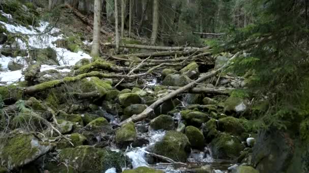 Hermosa vista del arroyo dentro del bosque de pinos — Vídeo de stock