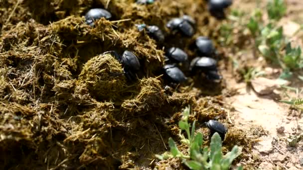 Group of Scarabaeus sacer of Sacred Scarab in dung — Stock Video