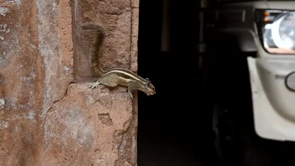 Écureuil palmier du Nord ou Funambulus pennantii — Video