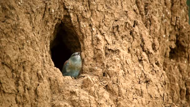 European roller or coracias garrulus near nest hole — Stock Video