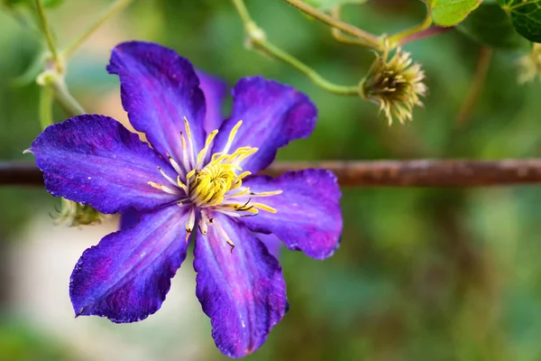 Bliska piękne kwitnienia Clematis Jackmanii — Zdjęcie stockowe