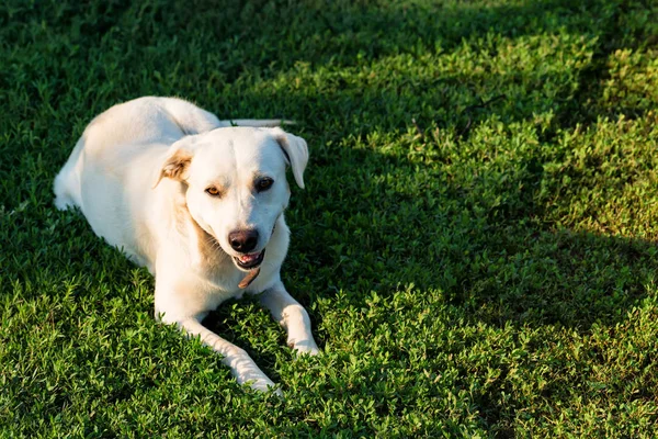 Çimlerde Labrador geri almak yatıyor — Stok fotoğraf