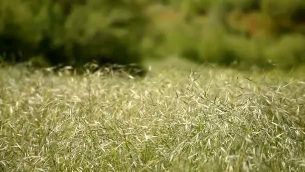 Paisaje primaveral con florecimiento de avena silvestre común — Vídeos de Stock