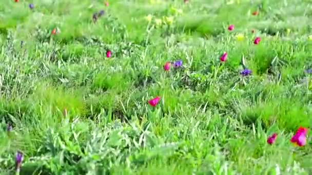 Paisaje primaveral con flores silvestres florecientes — Vídeos de Stock