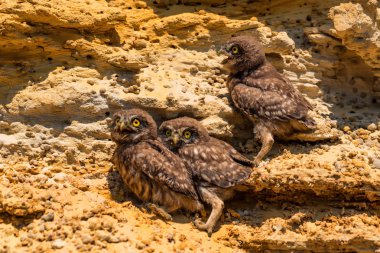 Küçük baykuşlar veya Athene noctua kaya