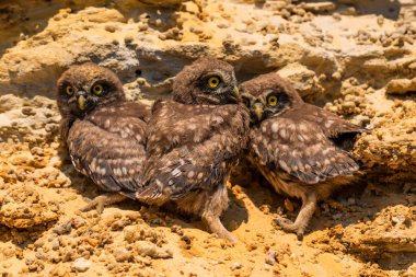 Küçük baykuşlar veya Athene noctua kaya