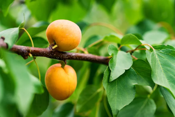 Apricot tree branch with ripe fruits — Stock Photo, Image