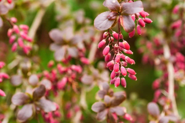 stock image Barberry or Berberis vulgaris branch with berries