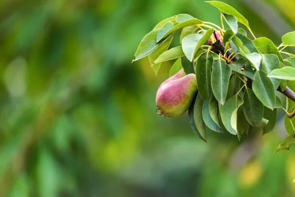 European pear or common pear on tree branch — Stock Photo, Image