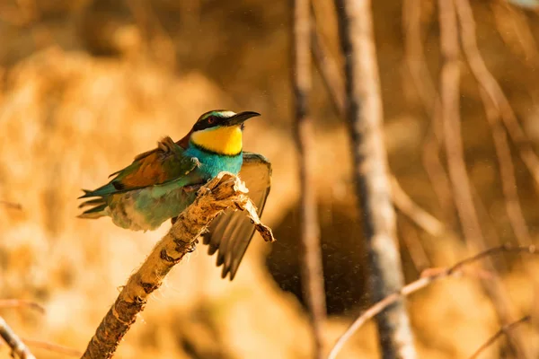 Egzotik kuş Avrupa arı kuşugiller veya arı kuşu apiaster — Stok fotoğraf