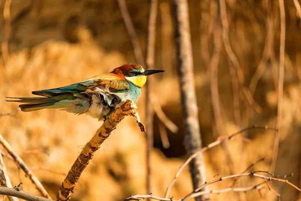 Vlha pestrá exotických ptáků nebo Merops apiaster — Stock fotografie