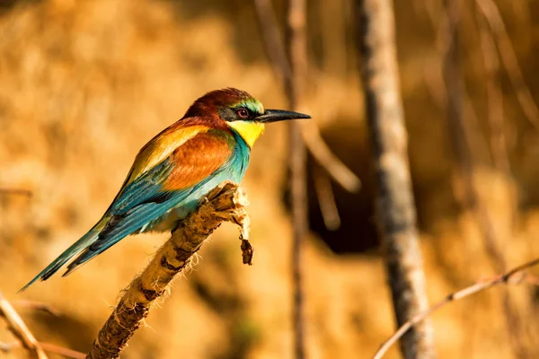 Aves exóticas apicultor europeo o Merops apiaster —  Fotos de Stock