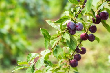 Olgun kiraz erik ağacı dalı üzerinde kapatın