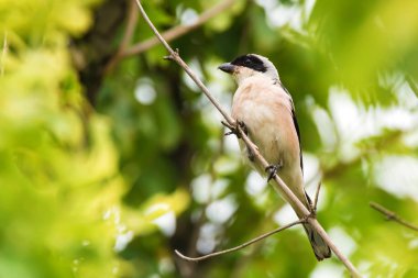Küçük gri örümcekkuşu ya da Lanius minör dalda dinleniyor