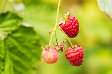 Organik Olgun kırmızı ahududu Bush kapatın