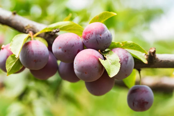 Zamknij dojrzałe śliwki cherry na gałęzi drzewa — Zdjęcie stockowe