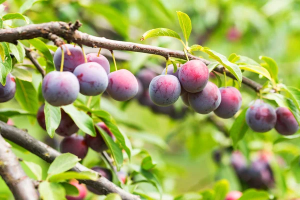 Zamknij dojrzałe śliwki cherry na gałęzi drzewa — Zdjęcie stockowe