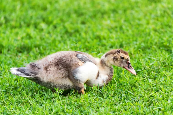 Domestic duckling eats grass — Stock Photo, Image