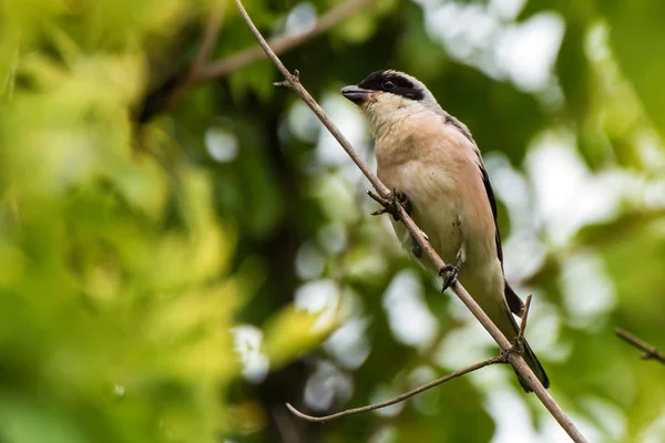 Mindre grå shrike eller mindre Lanius vilar på grenen — Stockfoto