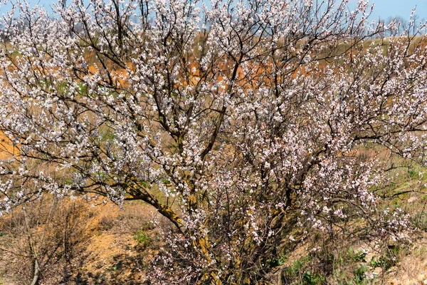 开花时的美丽杏树 — 图库照片