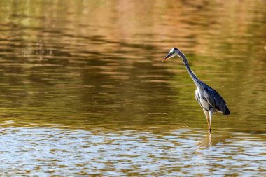 Gri Heron veya Ardea Cinerea nehirde duruyor