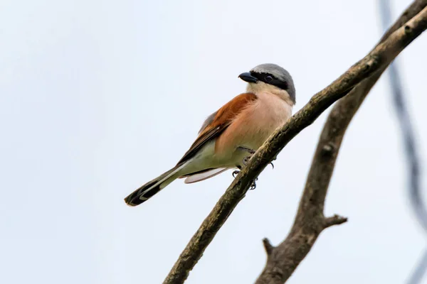 Rotrückenwürger oder Lanius collurio am Ast — Stockfoto